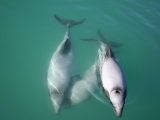 Akaroa Dolphin Watch Cruise in New Zealand